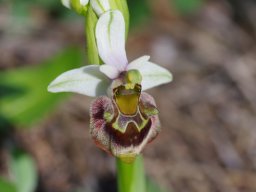 Ophrys_heterochila_Mont_Prophitis_Elias_2